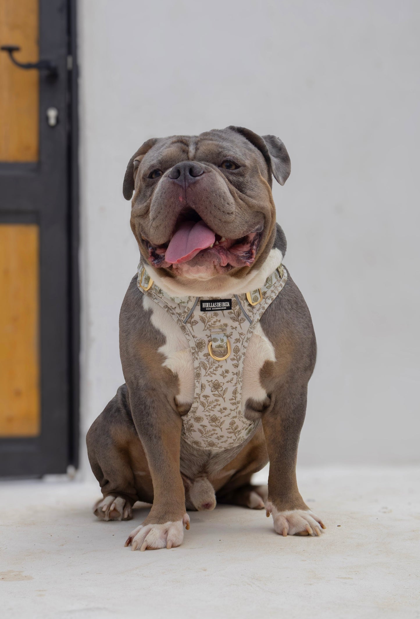 Pack Dogfluencer - Arnés Control Pro "Boho Chic Ibiza" (Preventa) - Huellas de Ibiza