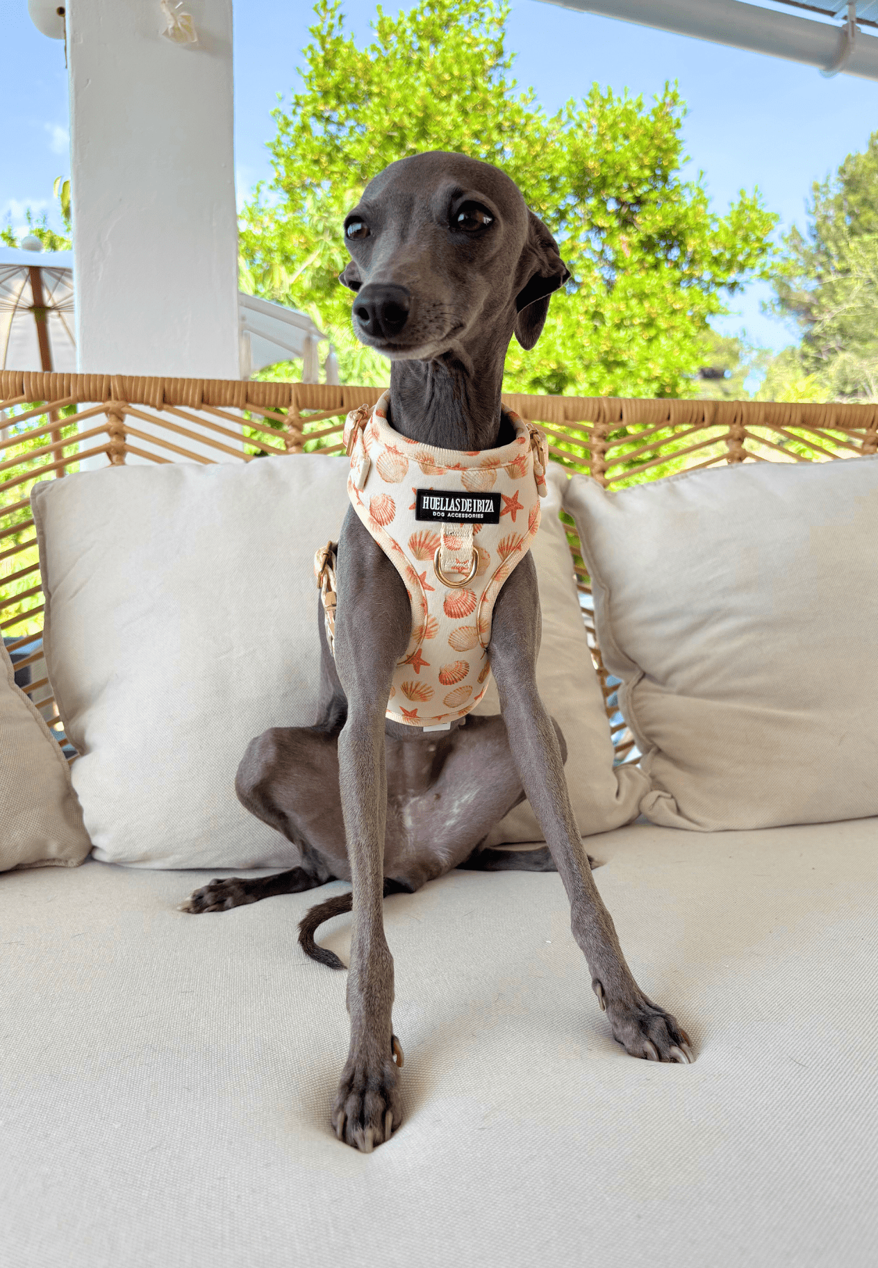 Pack Dogmodel "Arena y Sal" - Huellas de Ibiza