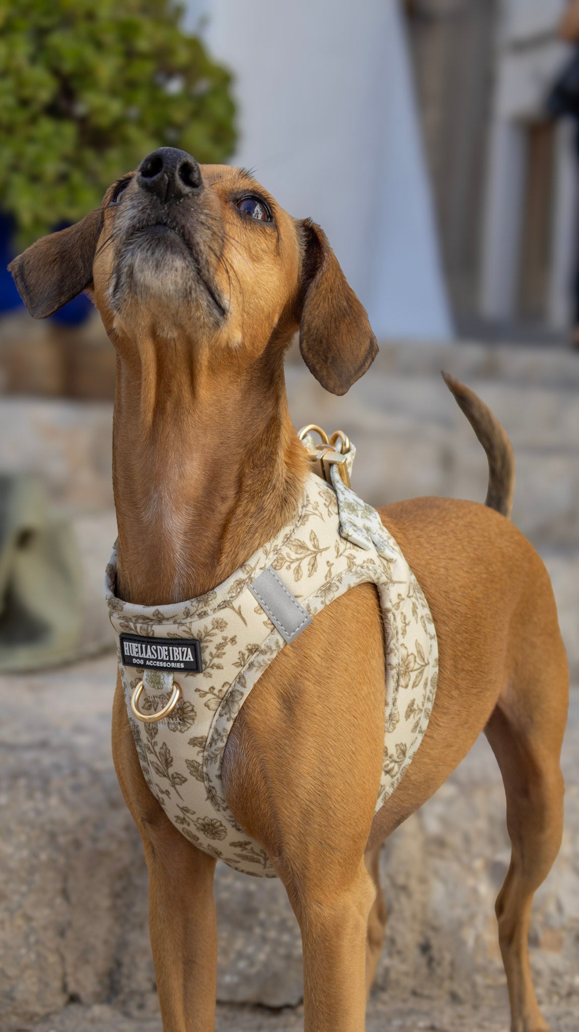 Pack Dogmodel - Arnés Body "Boho Chic Ibiza" - Huellas de Ibiza