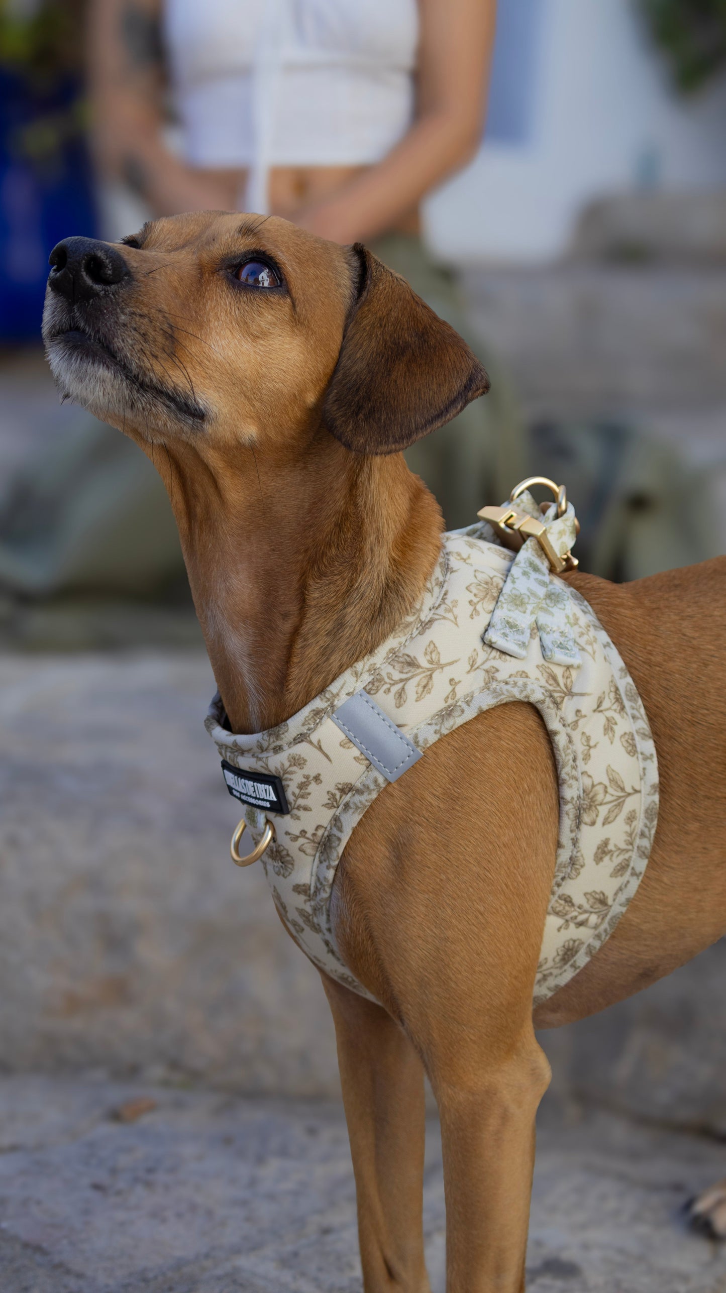 Pack Dogmodel - Arnés Body "Boho Chic Ibiza" - Huellas de Ibiza