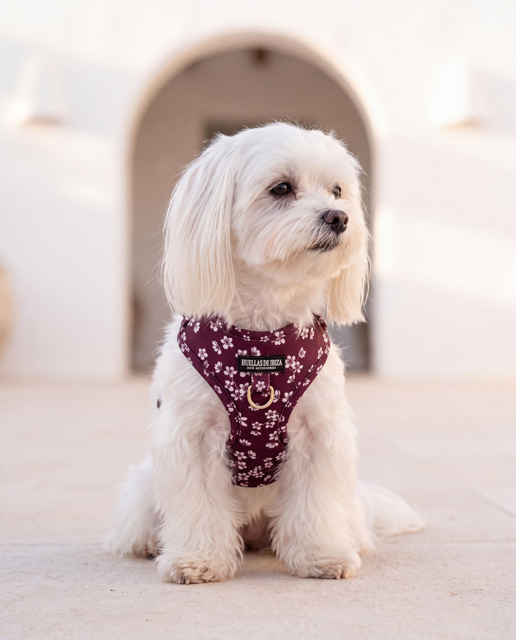 Bichón maltés con el arnés ajustable "Almendros de Ibiza" - Huellas de Ibiza