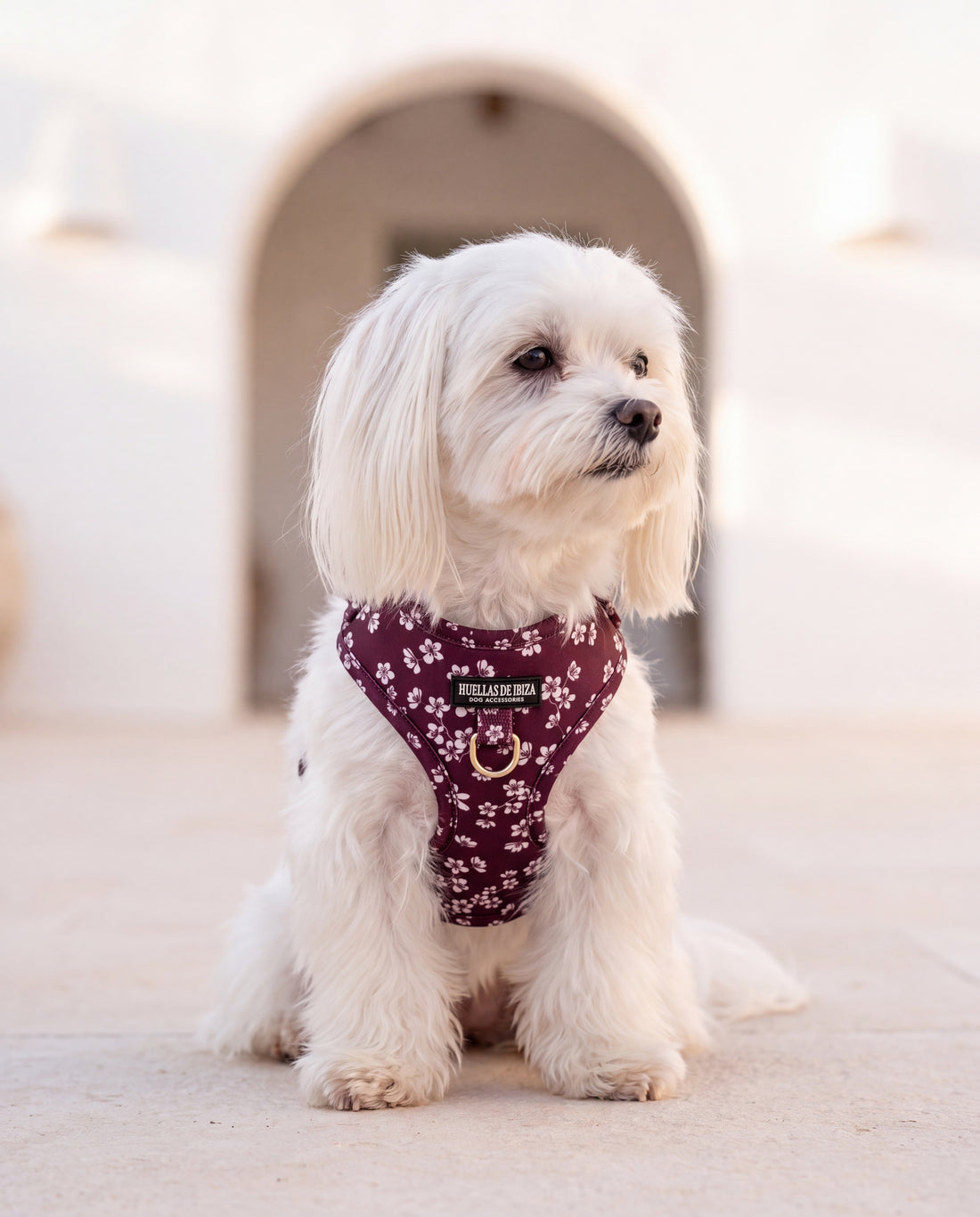 Pettorina regolabile per cani "Almendros de Ibiza"