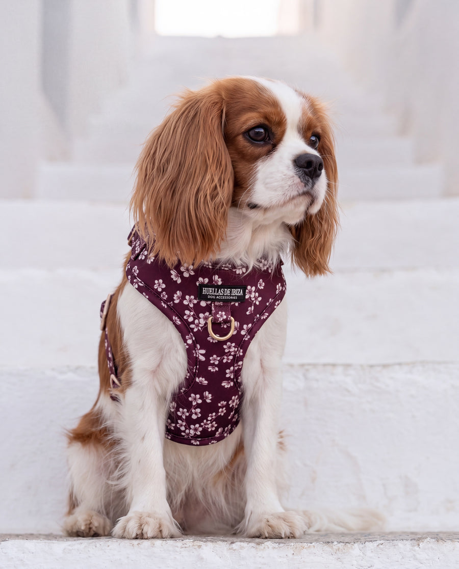 Cavalier con el arnés ajustable Almendros de Ibiza
