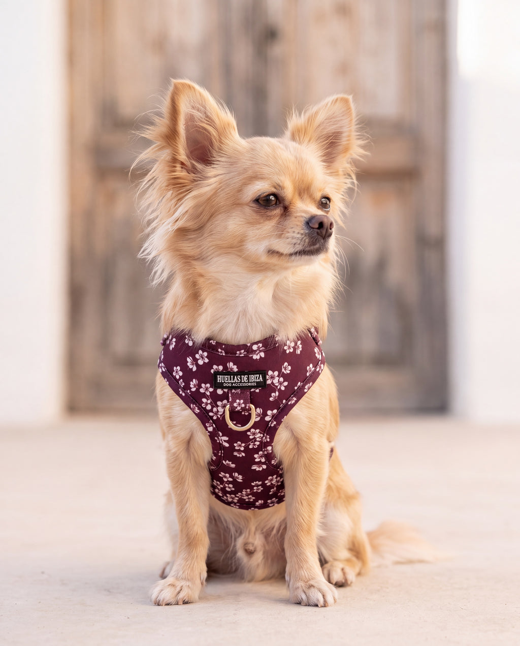 Chihuahua de pelo largo con el arnés ajustable "Almendros de Ibiza" - Huellas de Ibiza