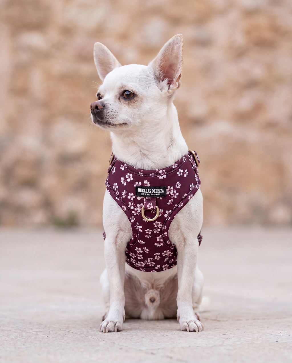 Chihuahua toy con el arnés ajustable "Almendros de Ibiza" - Huellas de Ibiza