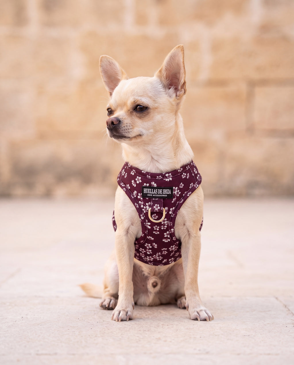 Chihuahua toy con el arnés body "Almendros de Ibiza" - Huellas de Ibiza