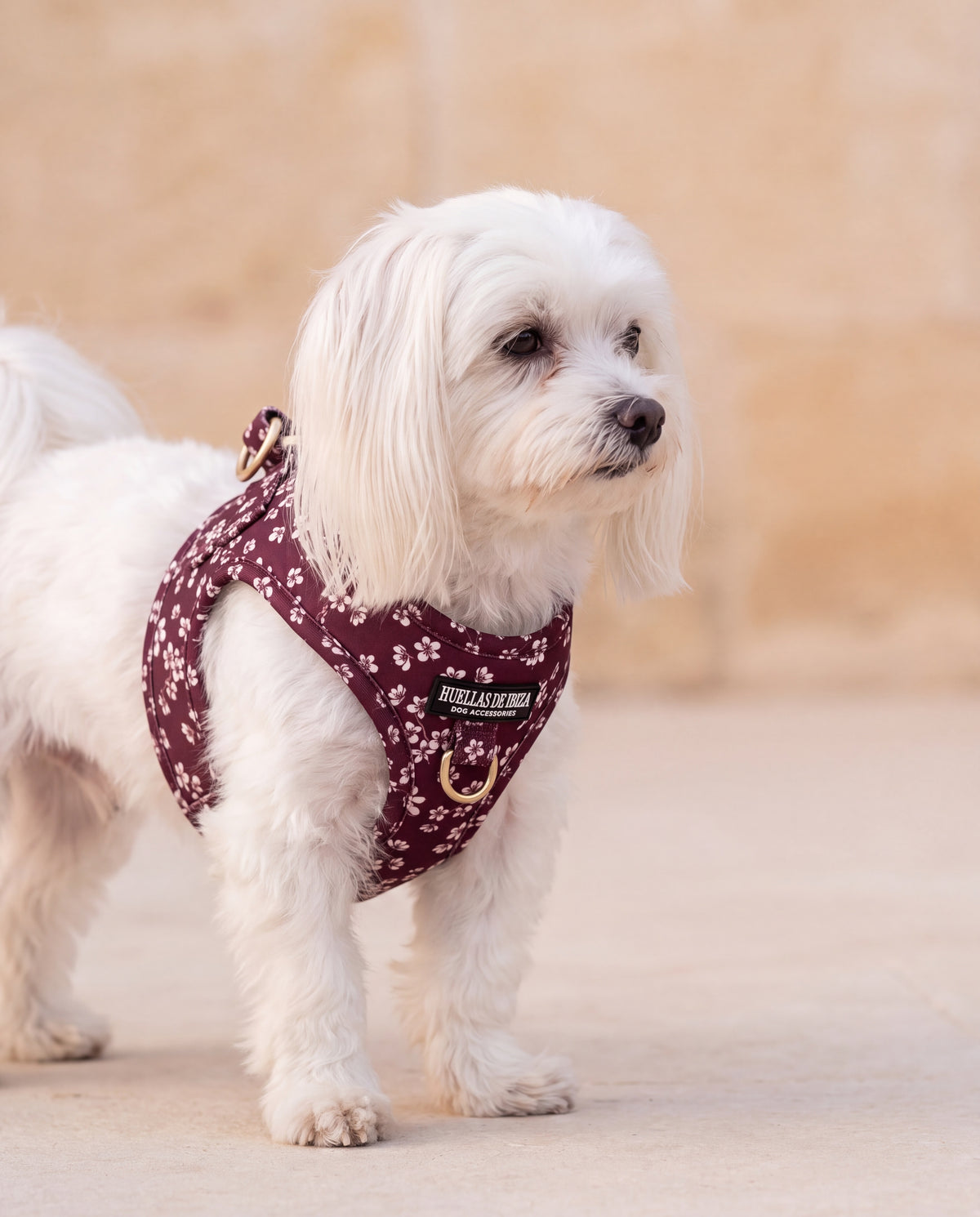 Bichón maltés con el arnés body "Almendros de Ibiza" - Huellas de Ibiza