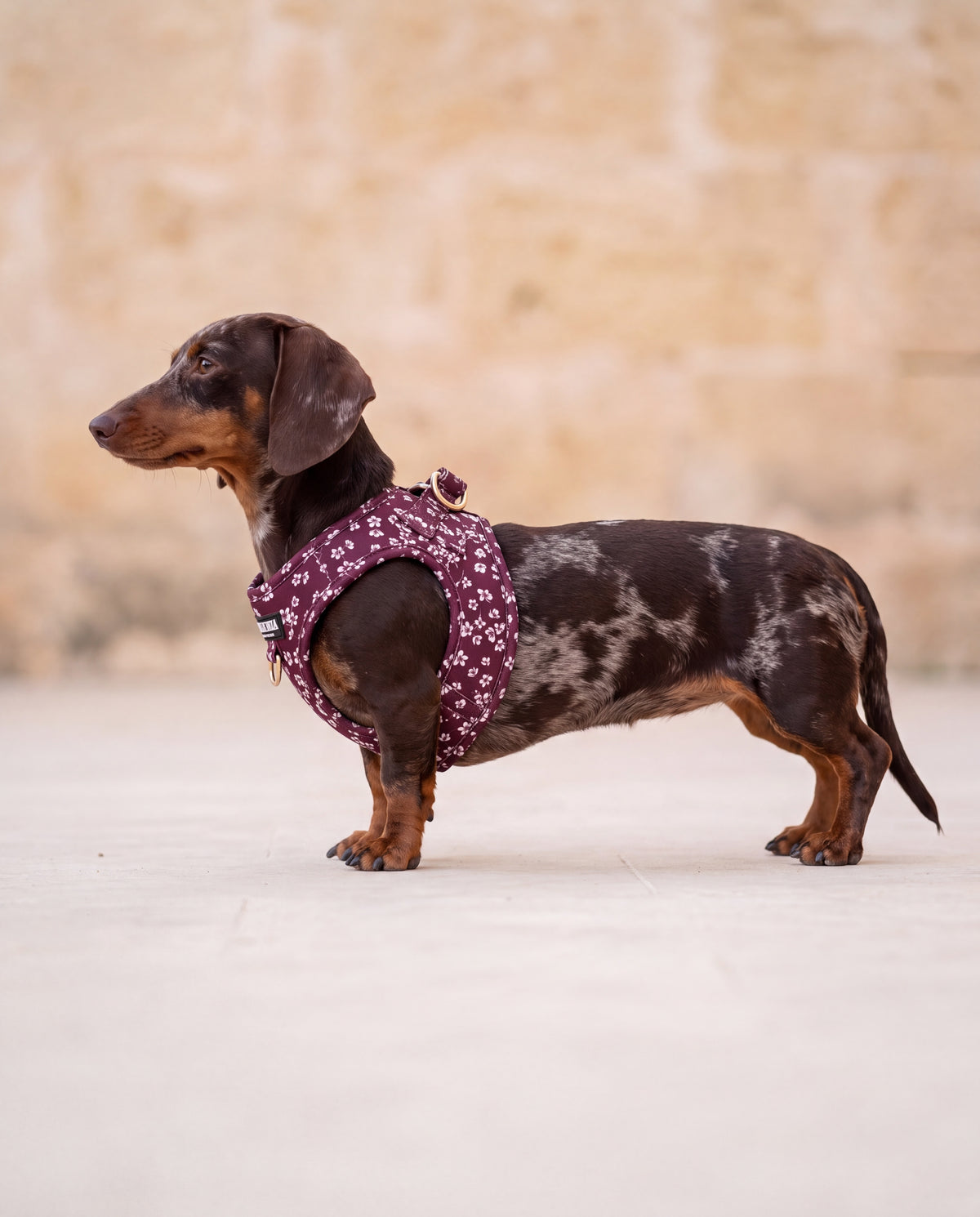 Teckel mini de perfil con el arnés body "Almendros de Ibiza" - Huellas de Ibiza