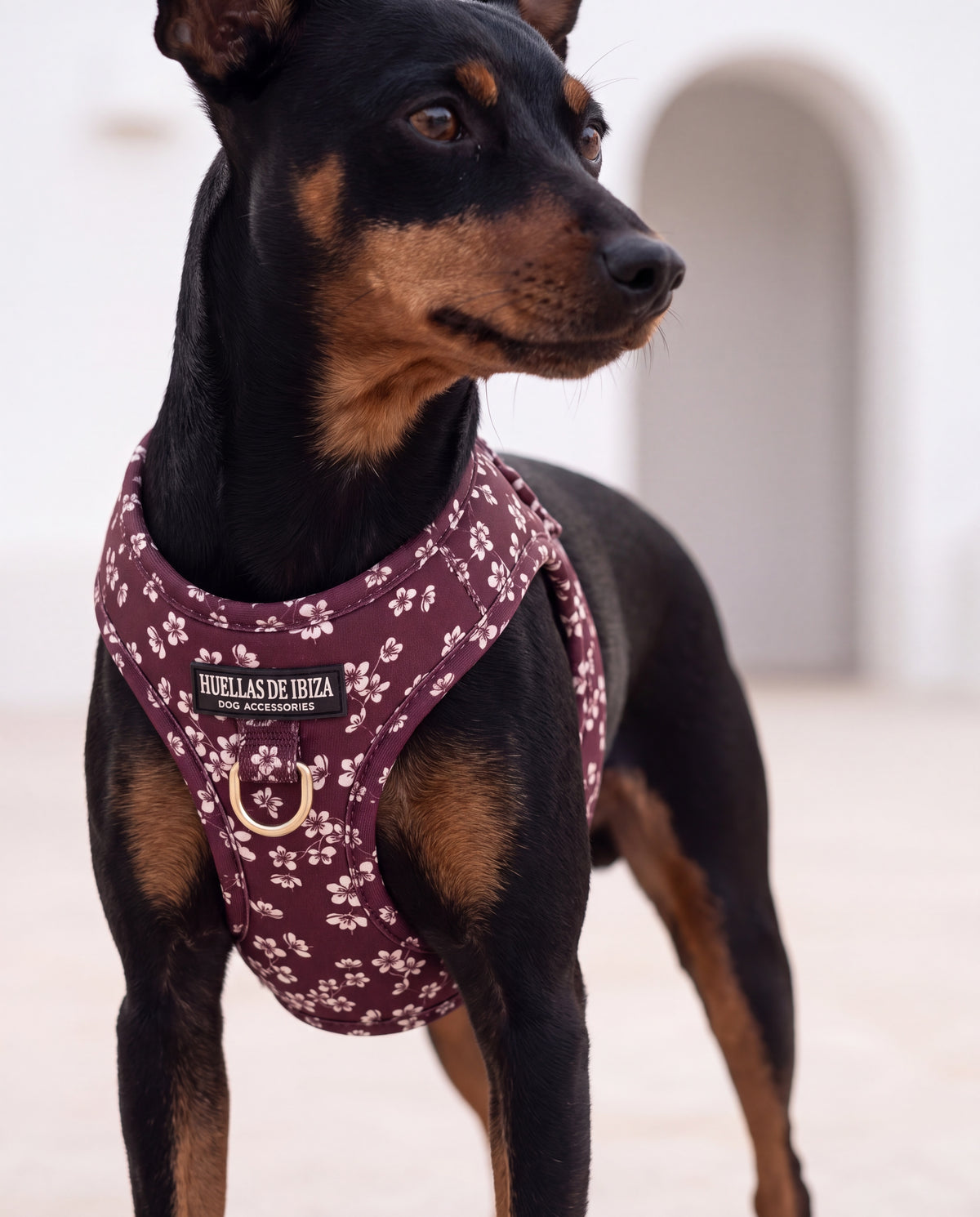 Mini pinscher con el arnés body "Almendros de Ibiza" - Huellas de Ibiza