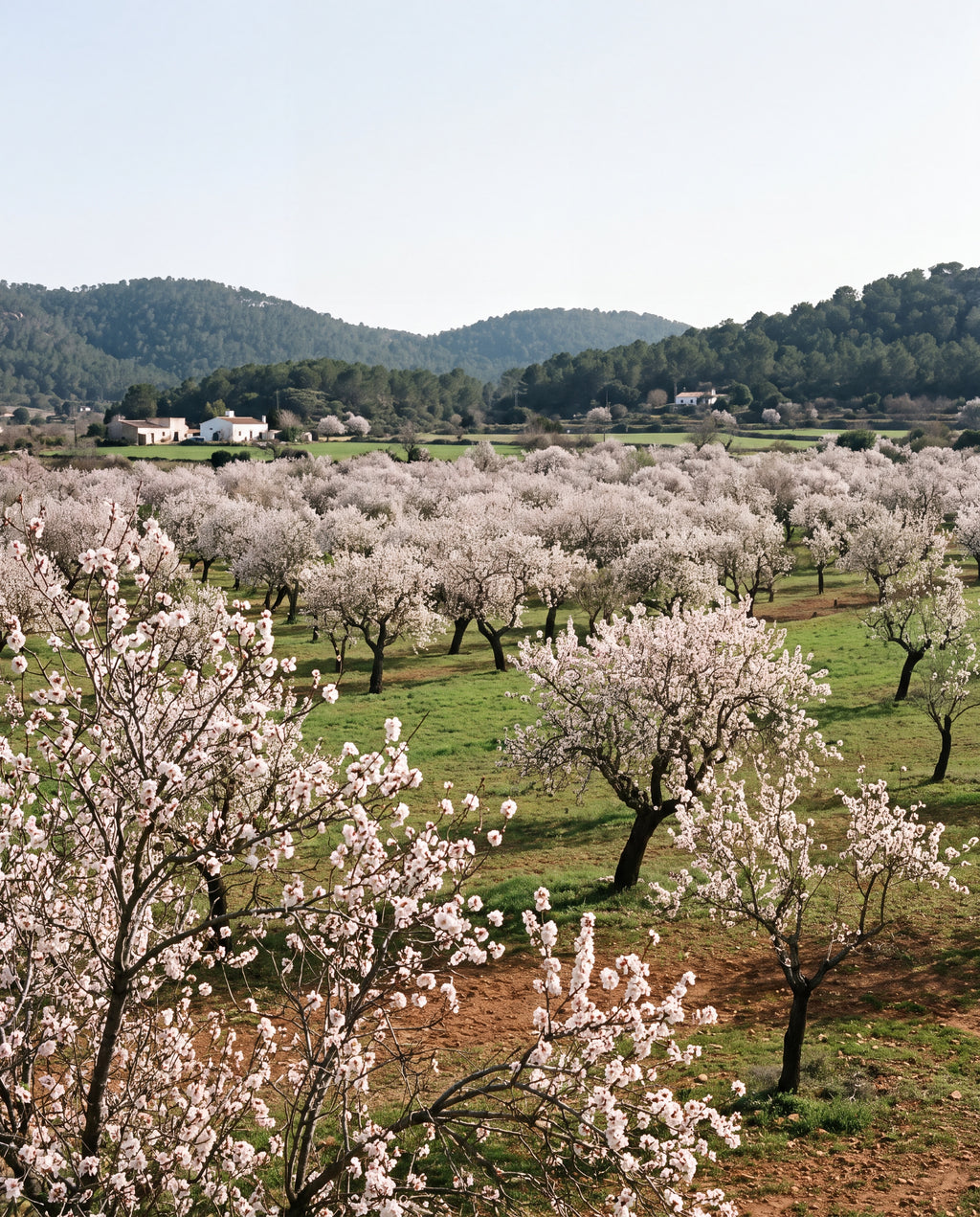 Almendros en flor en el valle de Santa Agnès, Ibiza - Colección Almendros de Ibiza