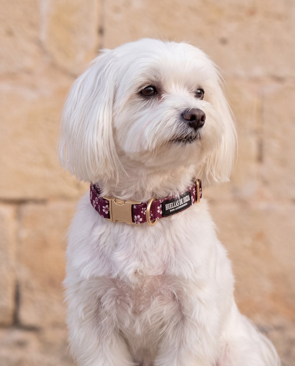 Bichón maltés con el collar "Almendros de Ibiza" - Huellas de Ibiza
