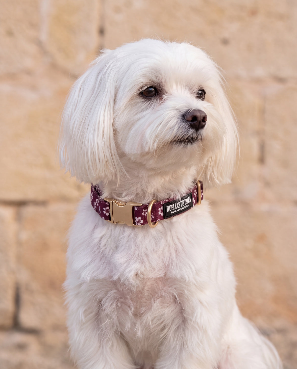 Bichón maltés con el collar "Almendros de Ibiza" - Huellas de Ibiza