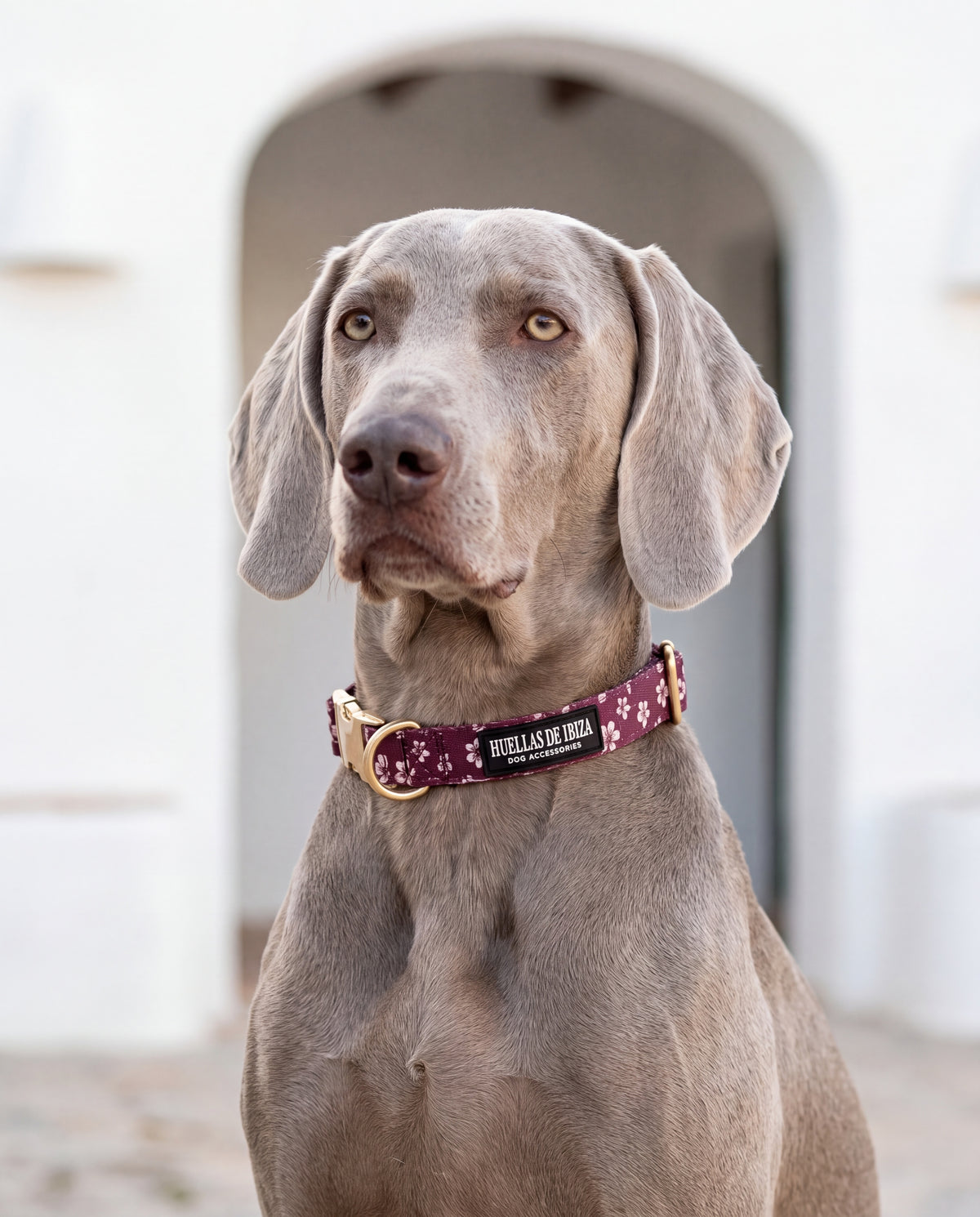 Braco de Weimar con el collar "Almendros de Ibiza" - Huellas de Ibiza