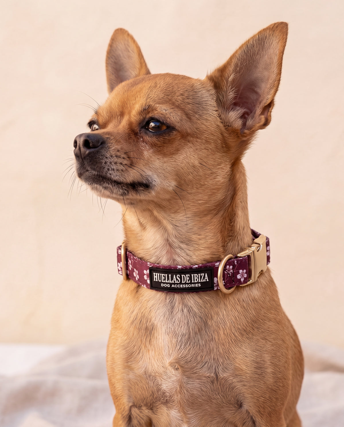 Chihuahua con el collar "Almendros de Ibiza" en la talla pequeña - Huellas de Ibiza