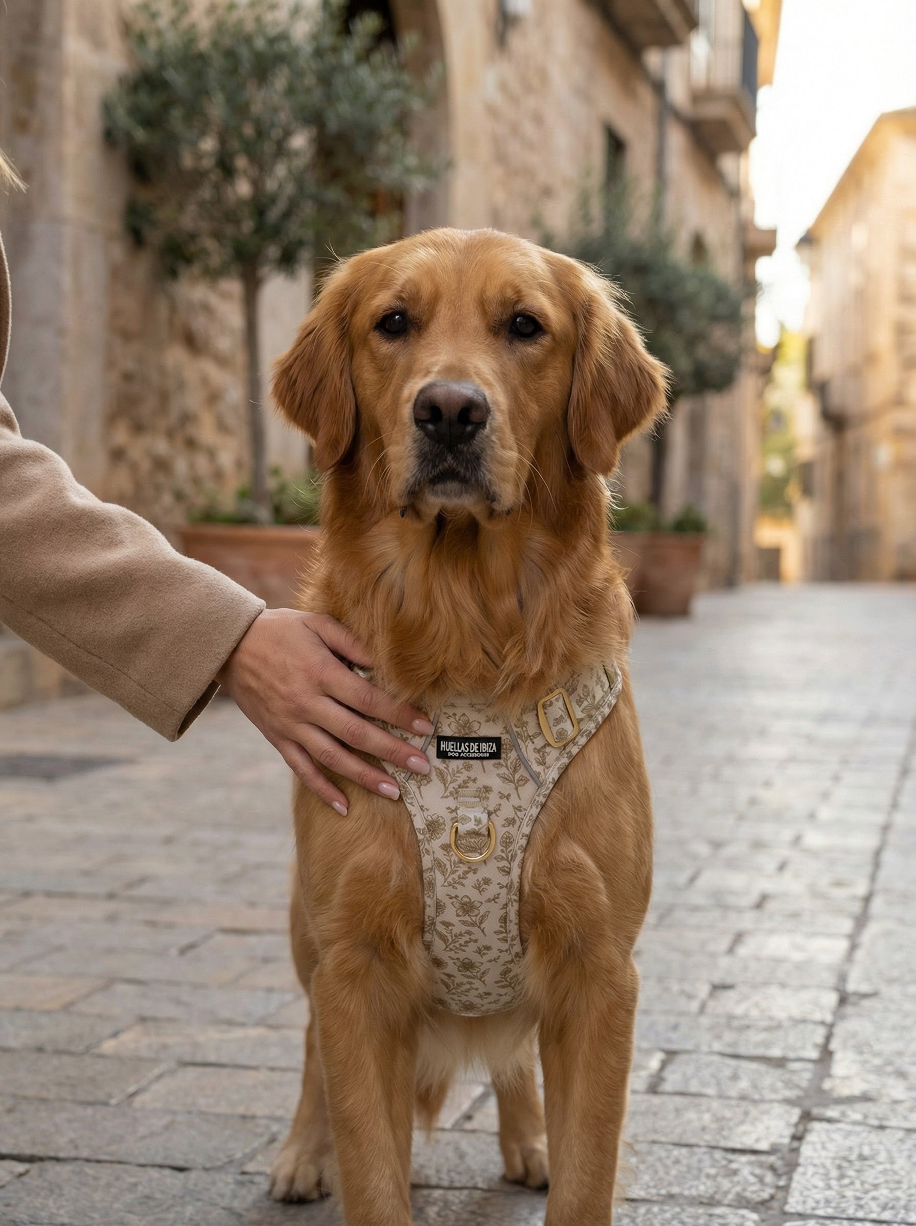 Pack Dogfluencer - Arnés ajustable control Premium "Boho Chic Ibiza" - Huellas de Ibiza