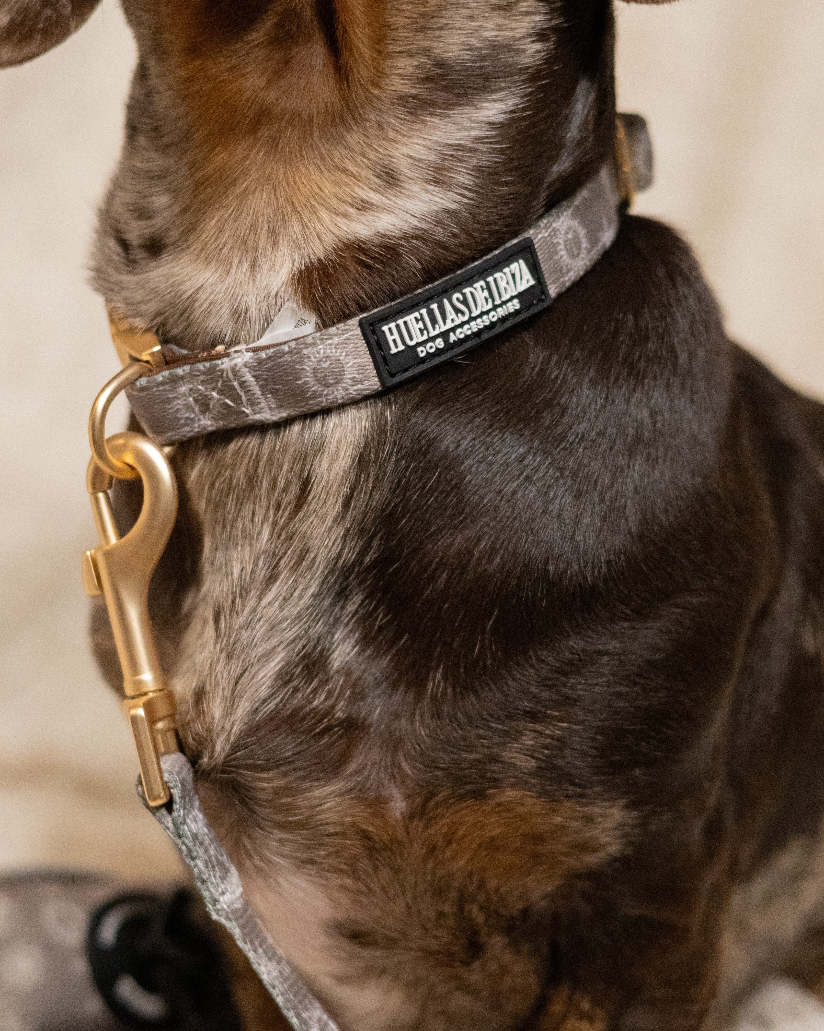 Pack Dogfluencer - Arnés ajustable Premium "Day&Night Ibiza" + Joya Identificativa - Huellas de Ibiza