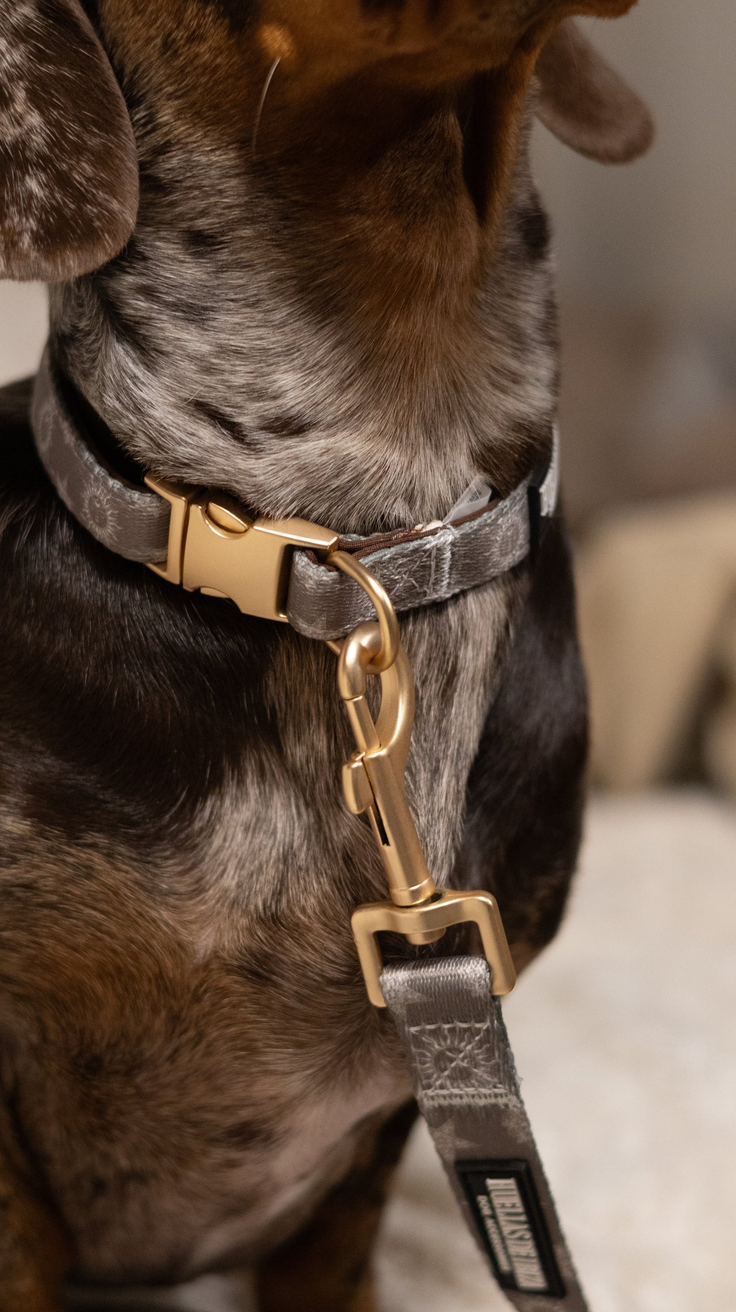 Pack Dogfluencer - Arnés ajustable Premium "Day&Night Ibiza" + Joya Identificativa - Huellas de Ibiza