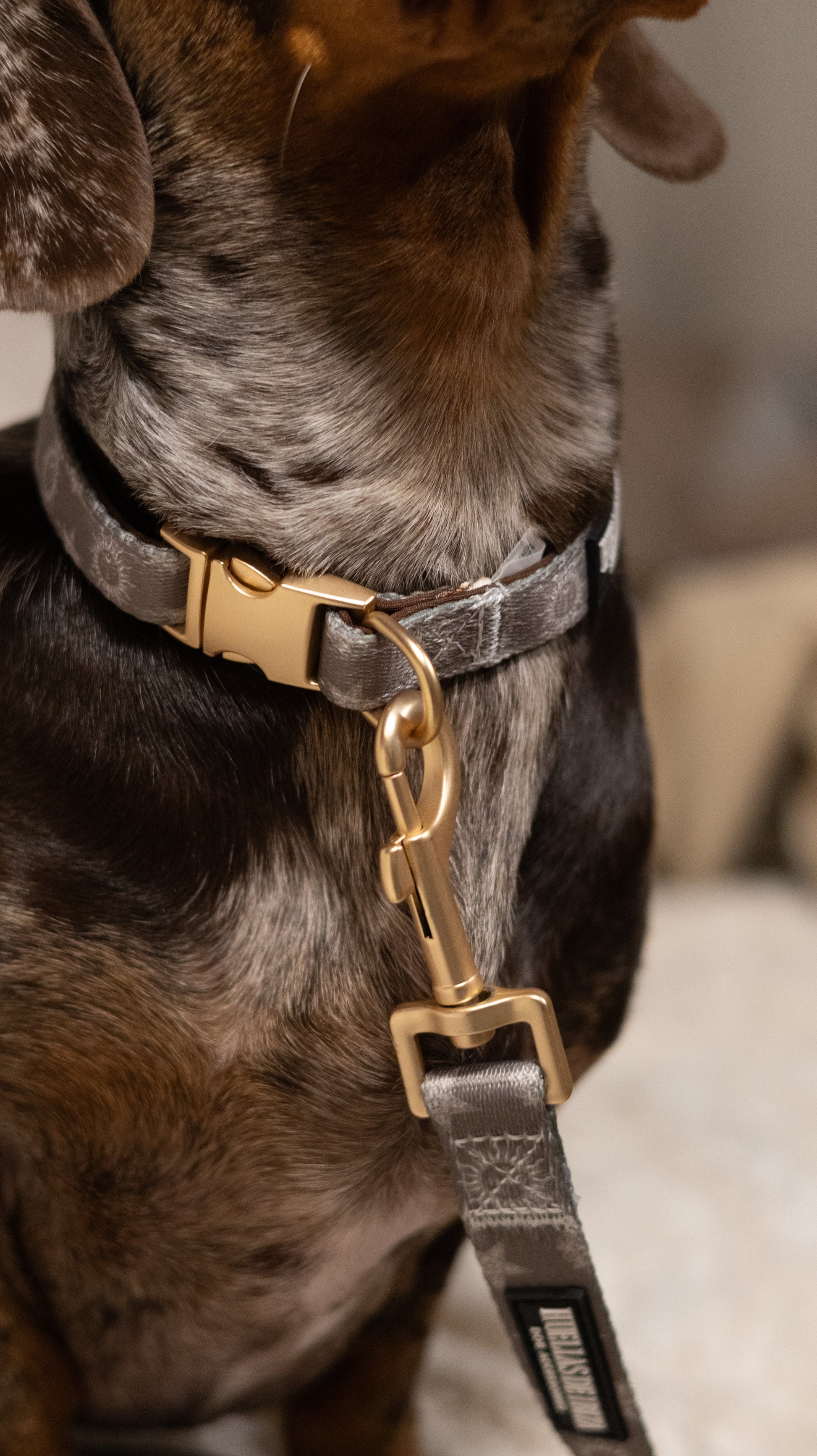 Pack Dogfluencer - Arnés ajustable Premium "Day&Night Ibiza" + Joya Identificativa - Huellas de Ibiza