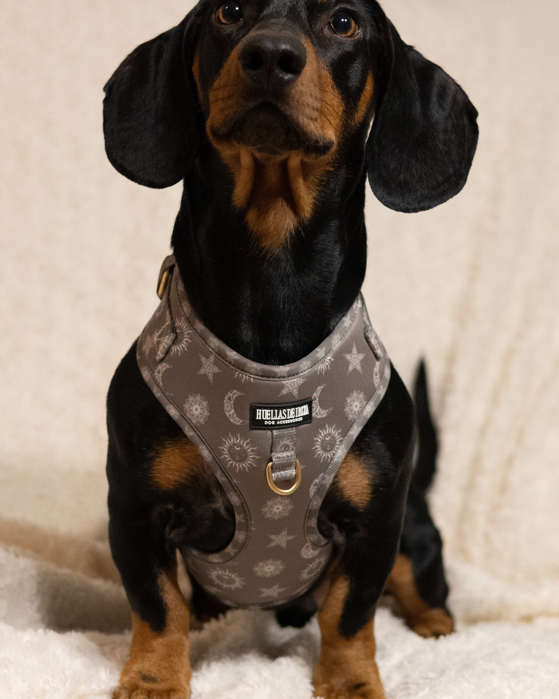 Arnés ajustable para perros "Day&Night Ibiza"