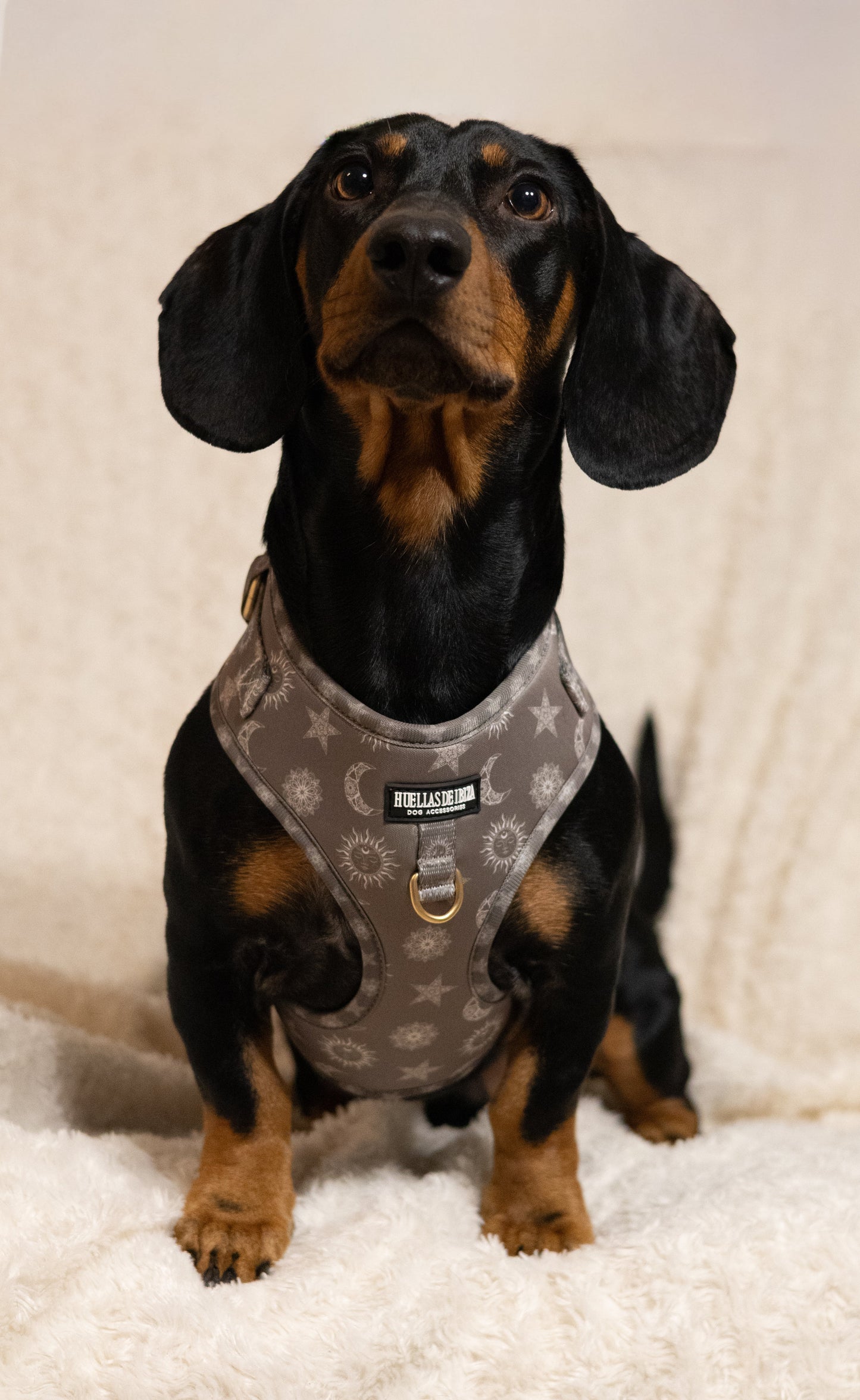 Pack Dogfluencer - Arnés ajustable Premium "Day&Night Ibiza" + Joya Identificativa - Huellas de Ibiza