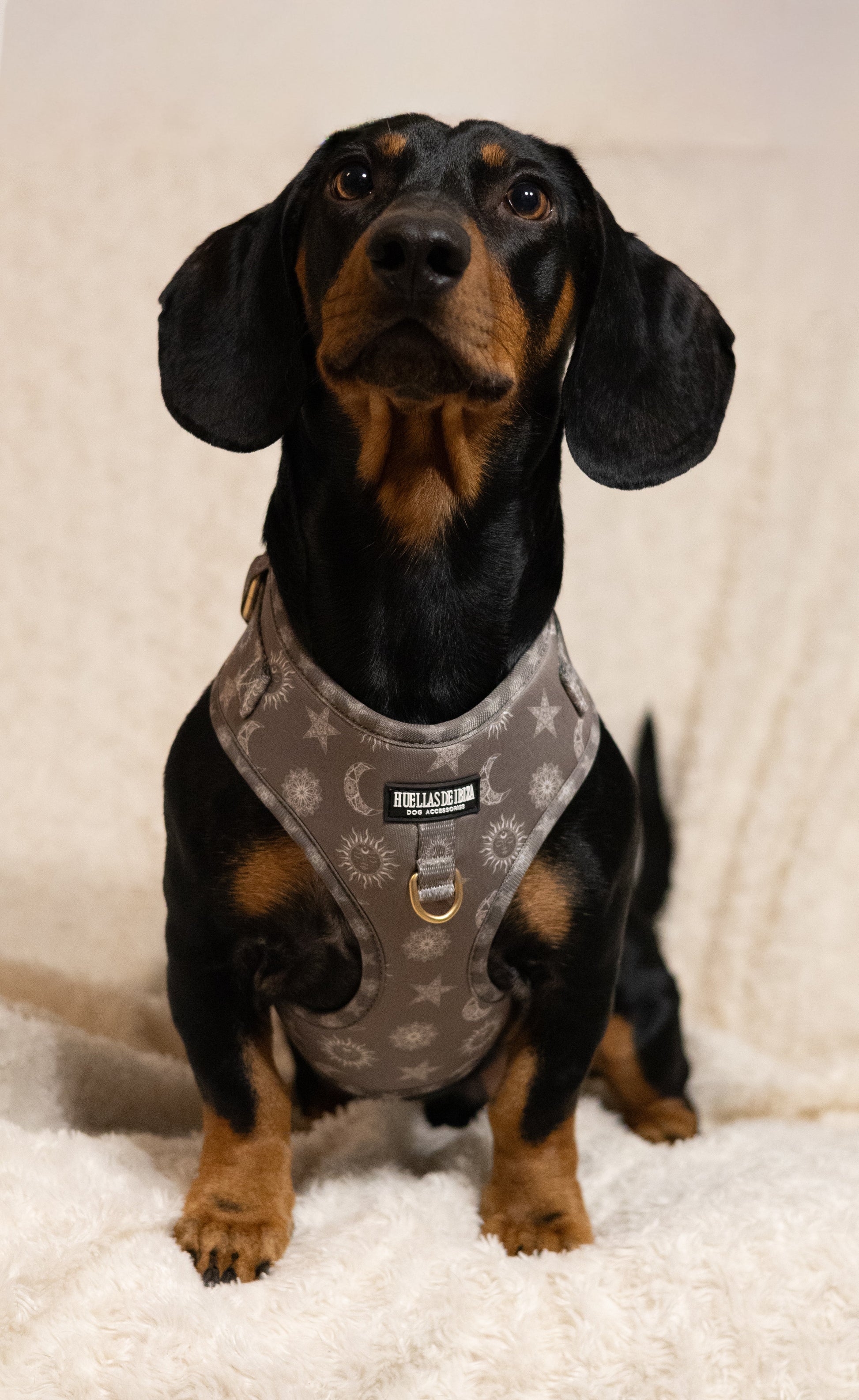 Pack Dogfluencer - Arnés ajustable Premium "Day&Night Ibiza" + Joya Identificativa - Huellas de Ibiza