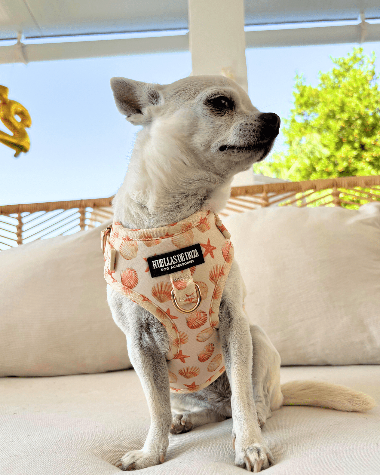 Pack Dogmodel "Arena y Sal" - Huellas de Ibiza