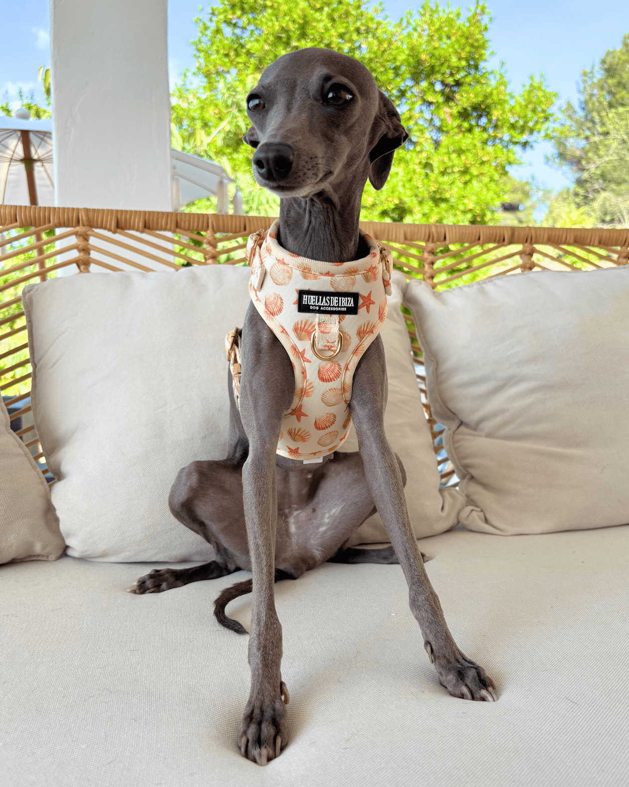 Pack Dogmodel "Arena y Sal" - Huellas de Ibiza