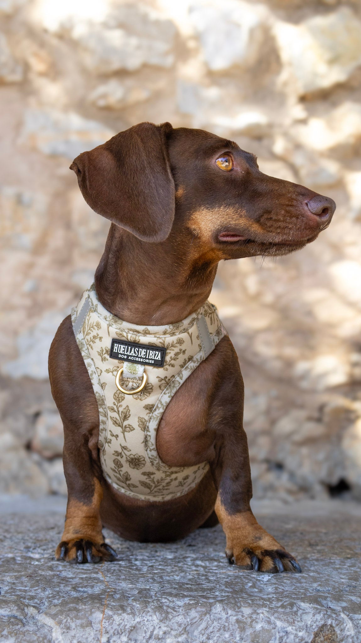 Pack Dogmodel - Arnés Body "Boho Chic Ibiza" - Huellas de Ibiza