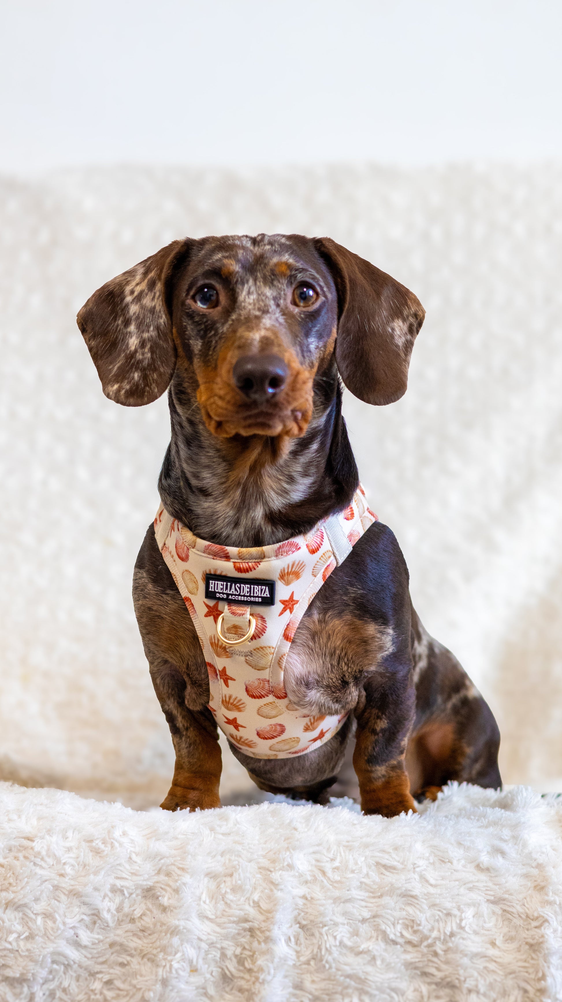 Pack Dogmodel - Arnés body Premium "Arena y Sal" + Joya Identificativa - Huellas de Ibiza