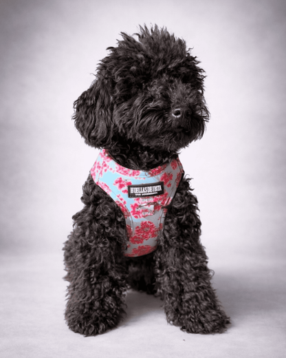 Pack Dogmodel - Arnés body Premium "Buganvillas de Ibiza" - Huellas de Ibiza