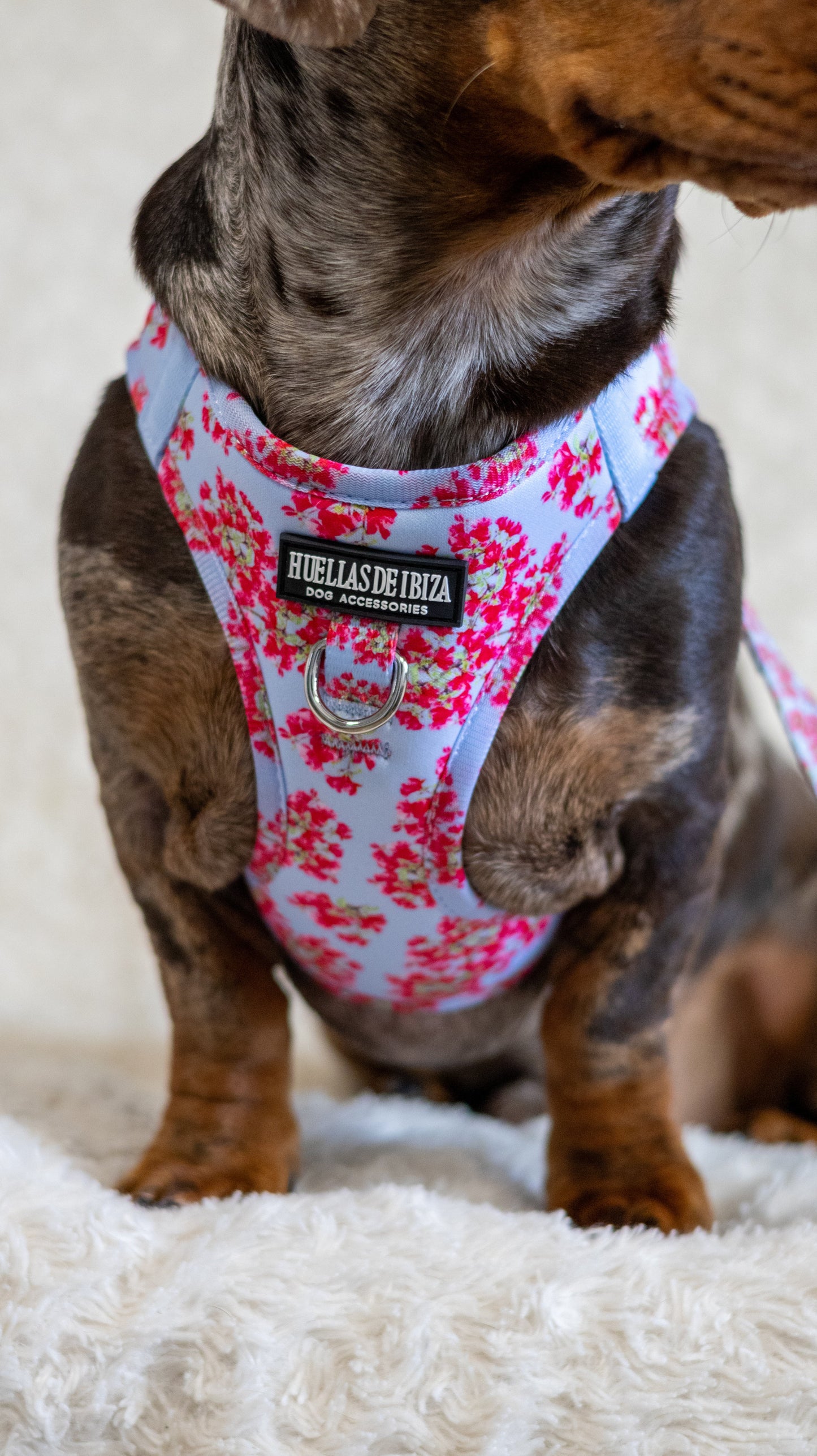 Pack Dogmodel - Arnés body Premium "Buganvillas de Ibiza" + Joya Identificativa - Huellas de Ibiza