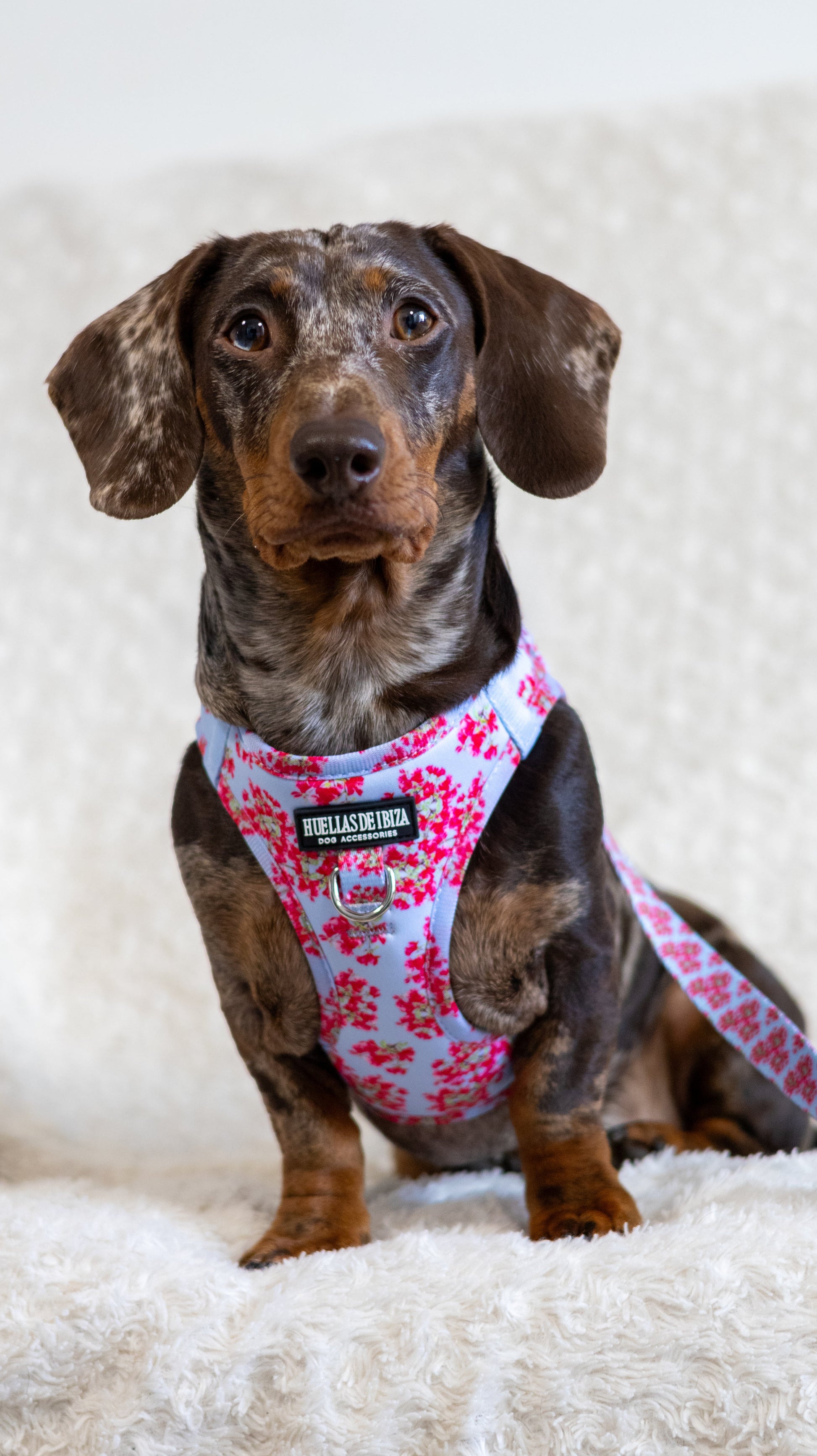 Pack Dogmodel - Arnés body Premium "Buganvillas de Ibiza" + Joya Identificativa - Huellas de Ibiza