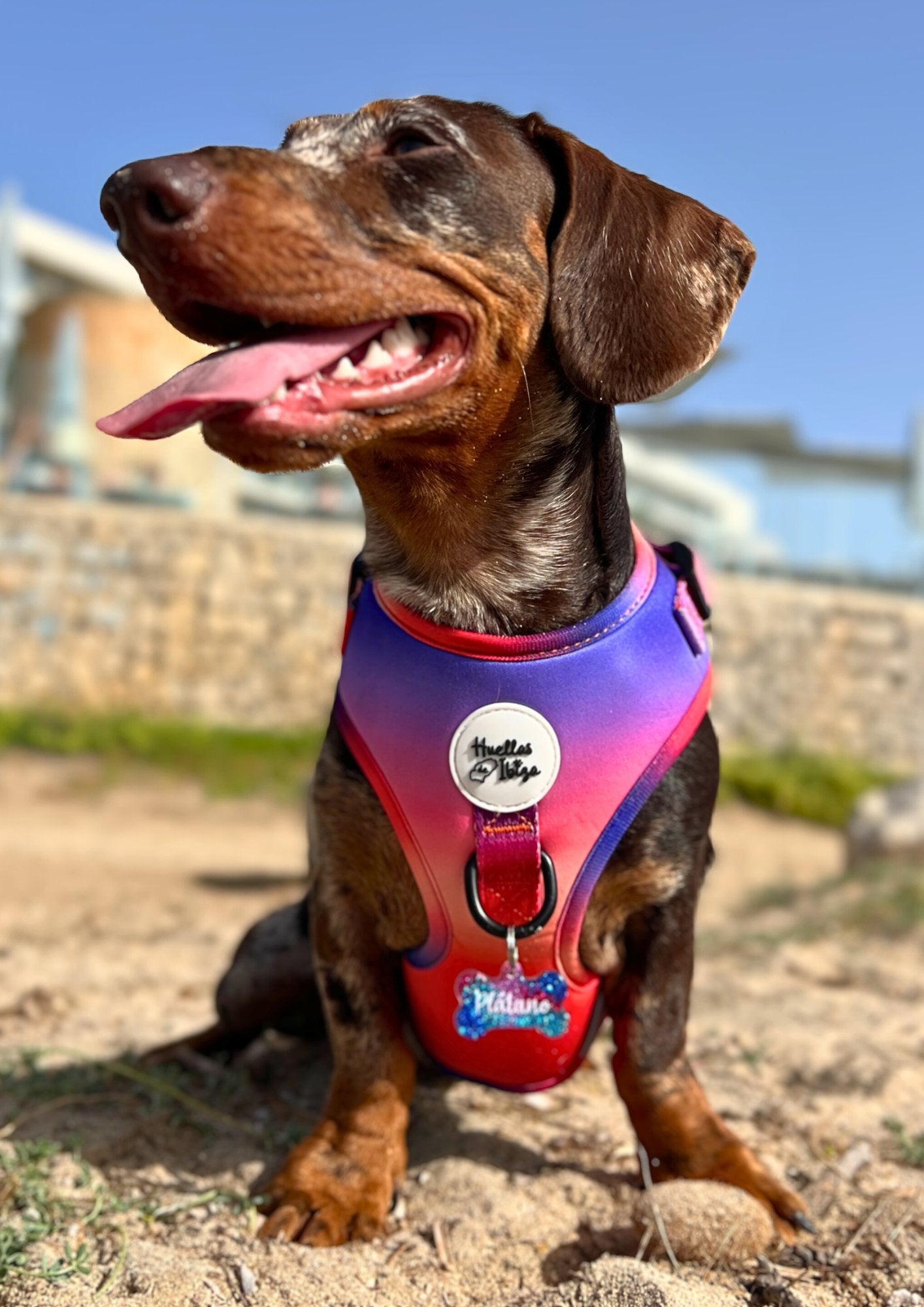 PACK "DOGMODEL" Cielo de Ibiza - Huellas de Ibiza