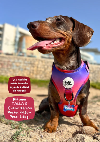 PACK "DOGMODEL" Cielo de Ibiza - Huellas de Ibiza
