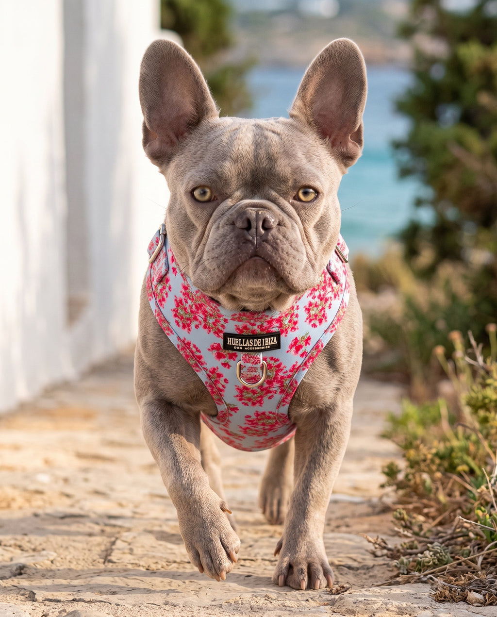 Set de paseo "Buganvillas de Ibiza" - Arnés ajustable premium - Huellas de Ibiza
