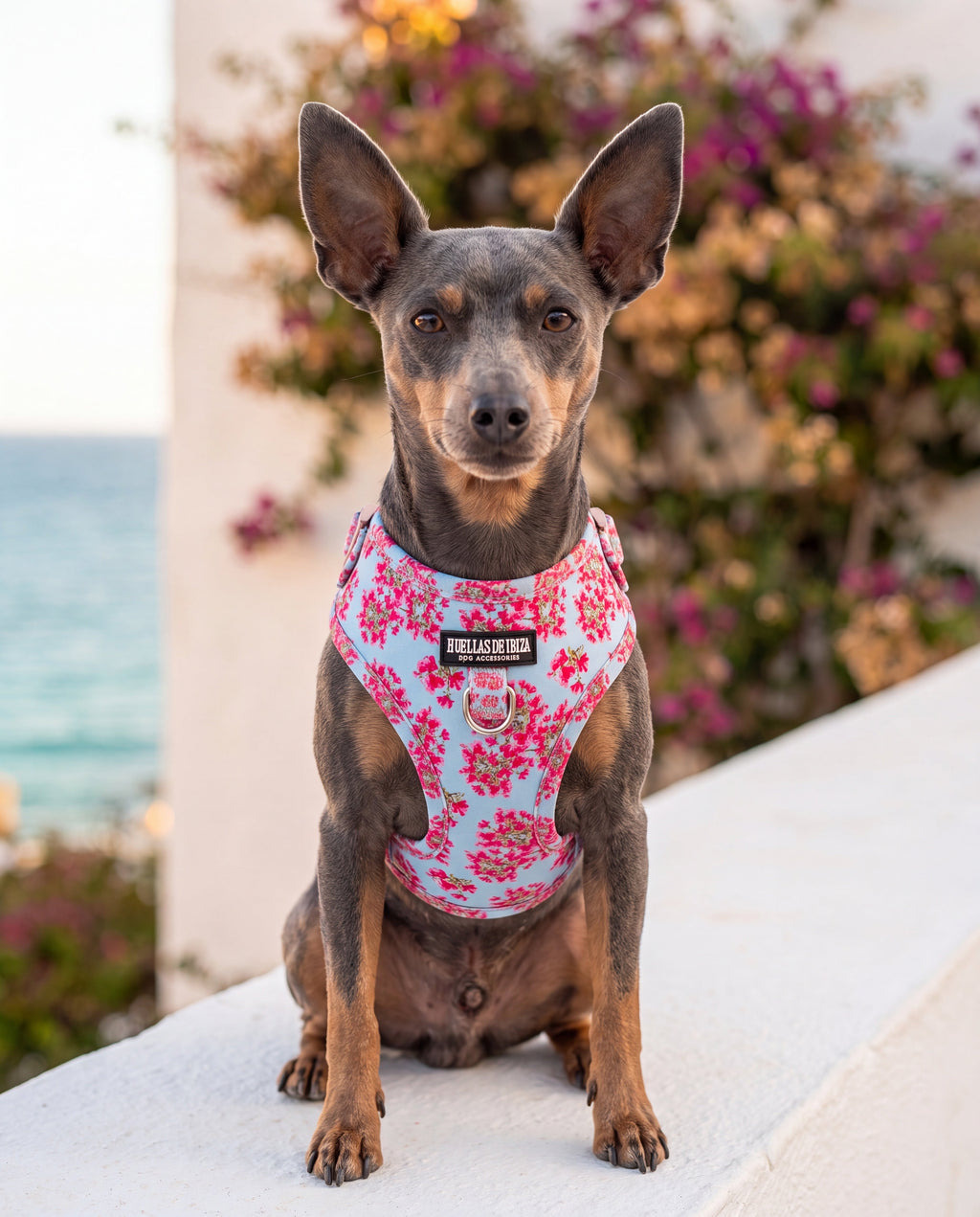 Set de paseo "Buganvillas de Ibiza" - Arnés ajustable premium - Huellas de Ibiza